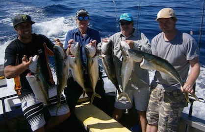 Yellow Tail Kingfish Haul